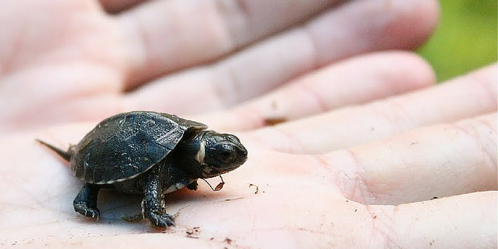 Small turtle in the palm of a hand, as Terry Pratchett points in Small Gods, we create gods with our belief.